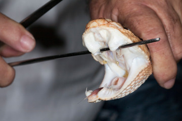 Boca e dentição da surucucu (Lachesis muta); Viperidae