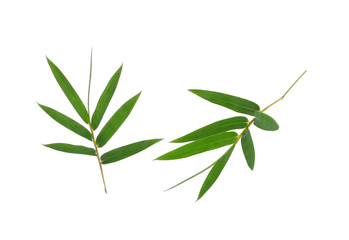 Bamboo leaf green isolated on white background