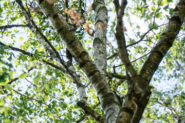 Blick durch B&auml;ume im Fr&uuml;hling