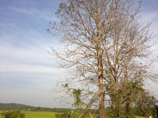 tree in the field