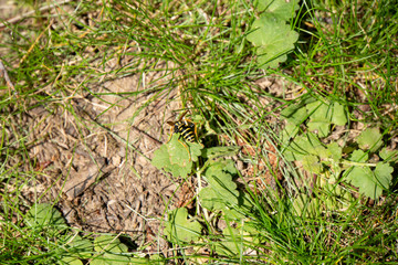 Wespe krabbelt am Boden © Patrick