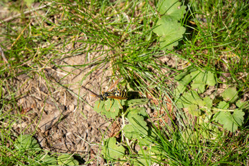 Wespe krabbelt am Boden © Patrick