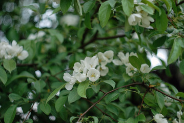 white flowers of a tree