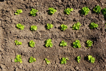 Green lettuce arranged in the garden. Some bulgarians with houses cultivate vegetables in their gardens because they taste more delicious than these in markets.