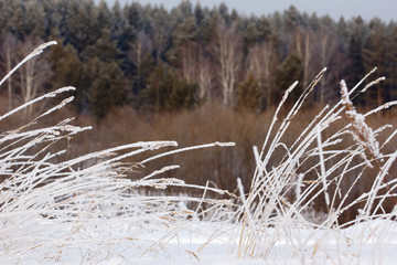 Landscape with hoarfrost on the grass in the foreground