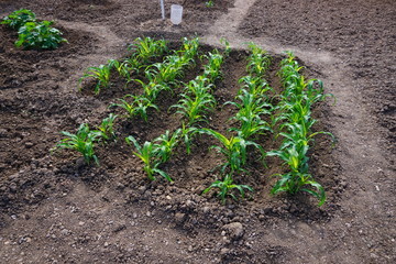 Small green corn plants arranged in garden. Some bulgarians with houses cultivate vegetables in their gardens because they taste more delicious than these in markets.