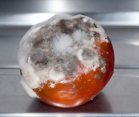 Bolor em tomate; mofo; Fungos