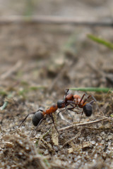 ant carries another ant