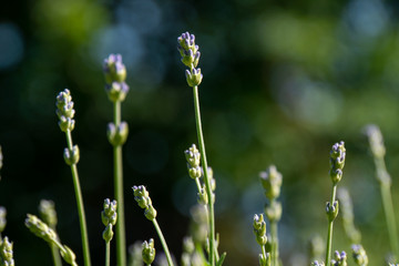 Detailaufnahmen von einem Lavendel