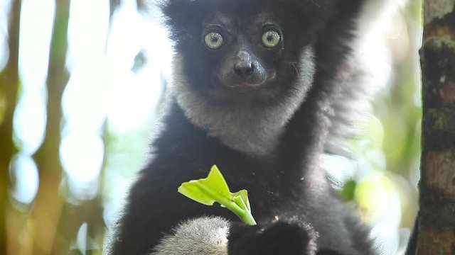 Indri lemur eats leaf in the natural habitat. Indri lemur (Indri indri) hangs on the tree and eats fresh leaves and peers around