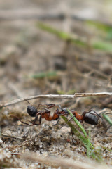 ant carries another ant