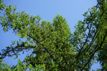 Green crown of larch tree. Low angle view. Close-up. Larch branches against the background of a clear blue sky on a sunny spring day.