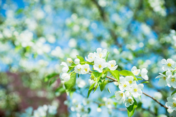 Blooming apple tree in the garden. Selective focus.