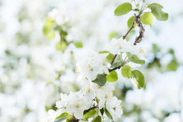 Blooming apple tree in the garden. Selective focus.