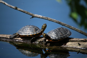 Two Water Turtles