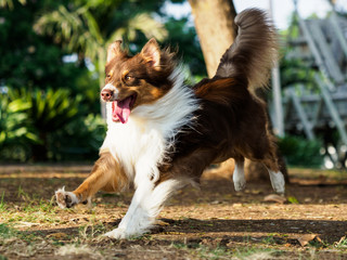 A Dog in Motion