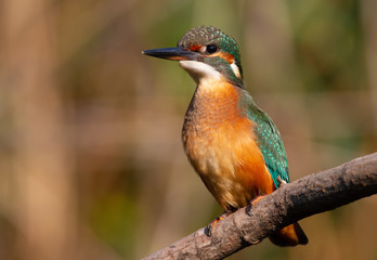 Common kingfisher, Alcedo atthis. The young bird sitting on a branch above the water while waiting for small fish