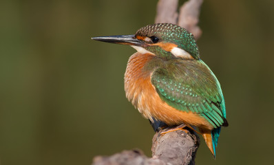 Common kingfisher, Alcedo atthis. The young bird sitting on a branch above the water while waiting for small fish