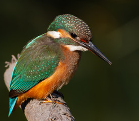 Common kingfisher, Alcedo atthis. The young bird sitting on a branch above the water while waiting for small fish