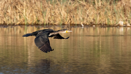 Great black cormorant (Phalacrocorax carbo) flying over water with reed as background in germany