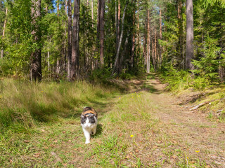 Naklejka na ściany i meble The cat goes on the road in the forest