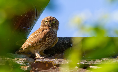 Little owl, Athene noctua. A bird sits on the roof of an old house