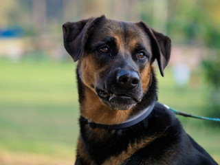 Dog Close-up Portrait