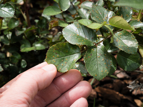 rose rust Phragmidium mucronatum on rose