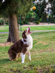 A Dog Playing With a Ball