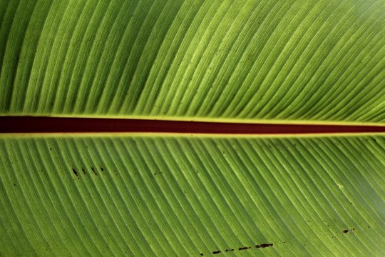 Palm leaf background - Beautiful green background