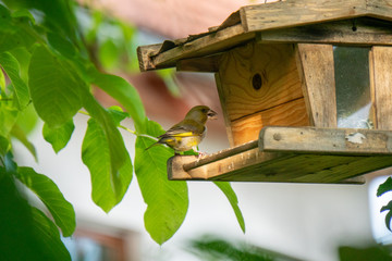 Vogel sitzt auf einem Vogelhäuschen und isst