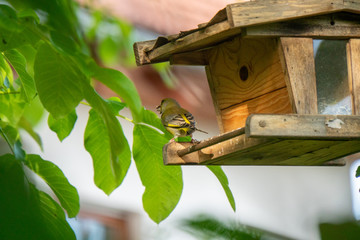Vogel sitzt auf einem Vogelhäuschen und isst