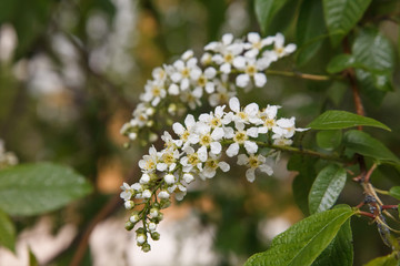 Bird Cherry Bloom Flowers. Bird-Cherry Tree Spring