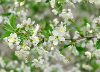 Blooming cherry in the garden in May, branches in white colors, spring flowering, horizontal composition.