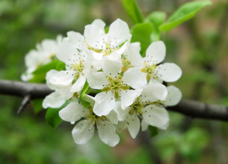 A branch of a blossoming pear (Pýrus) in the garden in May, white spring flowers with a bokeh effect in the background, horizontal composition.