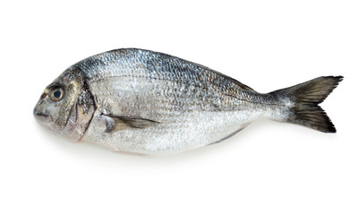 Fresh raw dorado fish