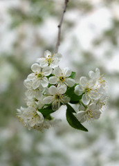A branch of blooming cherry (Prúnus cérasus) in the garden in May, white spring flowers with a bokeh effect in the background, vertical composition.