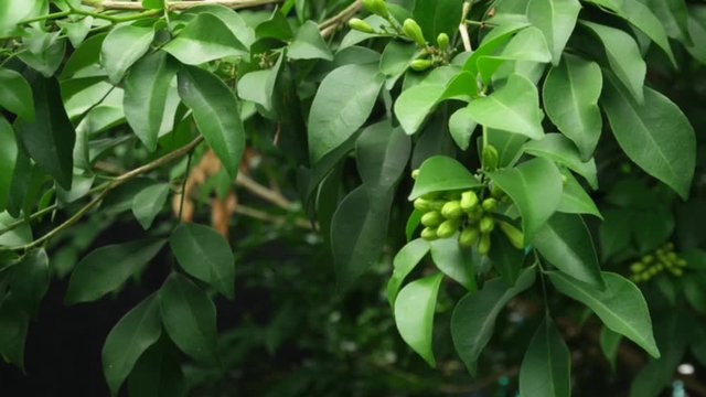 Beautiful green leaves of plants named "Murraya paniculata" growth in botanical garden,summer sunlight.Natural background.Tropical botanical trees.Selective focus.