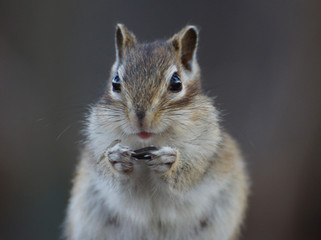Chipmunk with sunflower seed in the paws