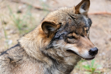 Fototapeta premium Grauwolf