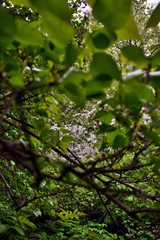 apple trees bloom in the garden