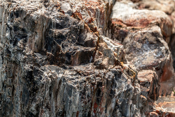 Petrified wood texture. Close up