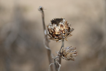 Dry artichoke flower