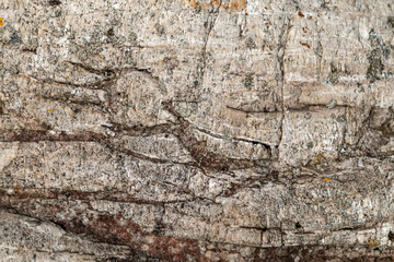 Petrified wood texture. Close up