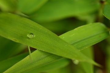 笹の葉と水滴