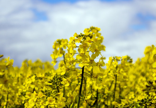 Yellow rapeseed flower with blue sky and white clouds. Peaceful nature. Beautiful background. Concept image.