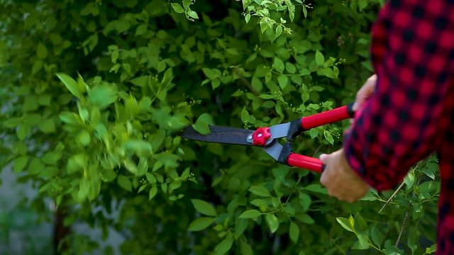 Man hands cuts branches with hand pruning scissors, Gardener trimming and landscaping green bushes, Concept of caring and beauty for the garden, Gardener trimming plants