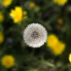White dandelion among yellow dandelions. Close up