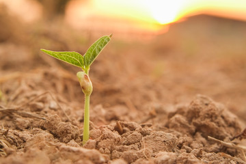 Small young plant (seedling) of green beans or mung bean in soil ground agricultural field of farmer with light of the evening sunset close-up.