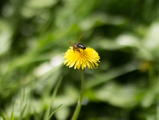 A bee is sitting on a yellow dandelion. Close up